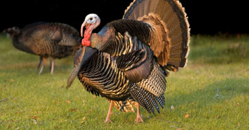 Engineering software solutions from Maplesoft